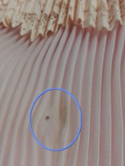 画像25: 【DeadStock】60's miss Elliette ヴィンテージ シフォンプリーツドレス